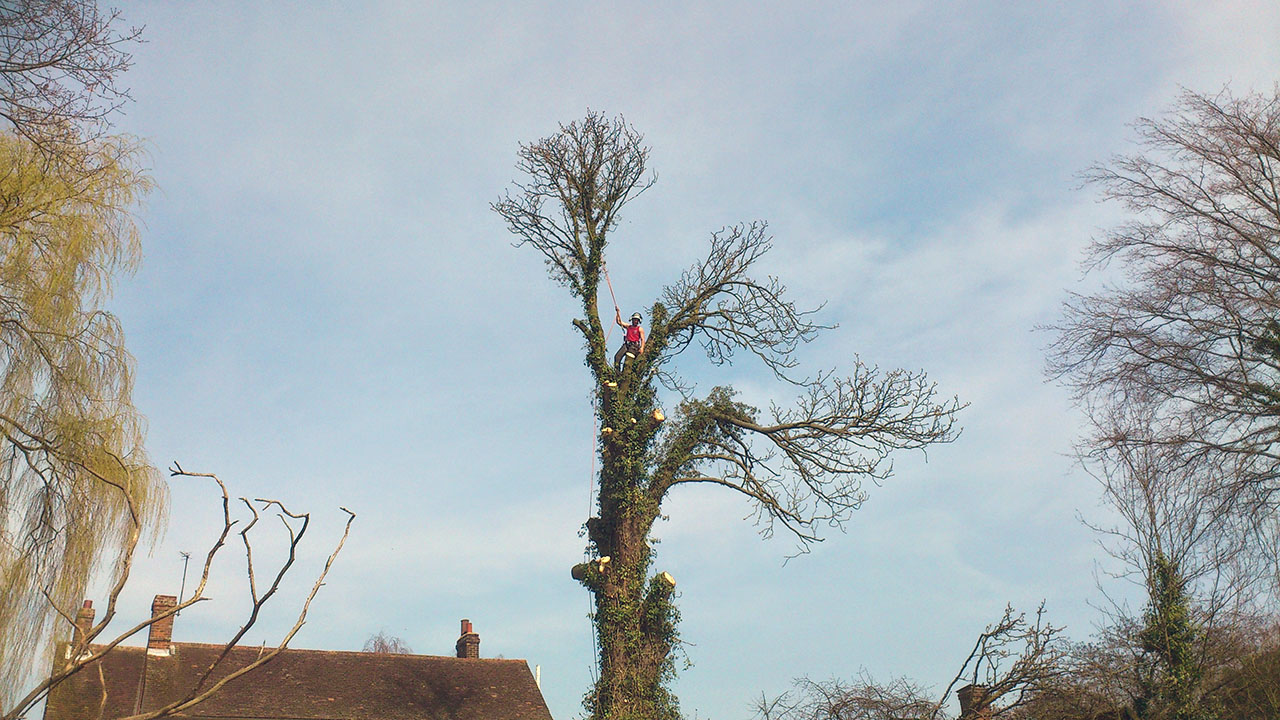 Top Tree Fella's take safety very seriously.